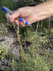 Andropogon ternarius