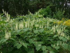 Reynoutria × bohemica