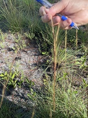 Andropogon ternarius