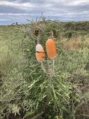Banksia prionotes