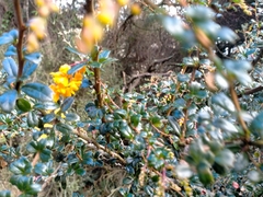 Berberis darwinii