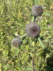 Cirsium decussatum