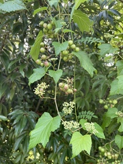 Ampelopsis glandulosa heterophylla