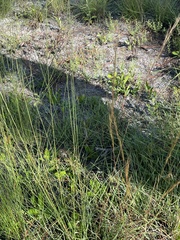 Andropogon ternarius