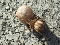 Parasteatoda simulans