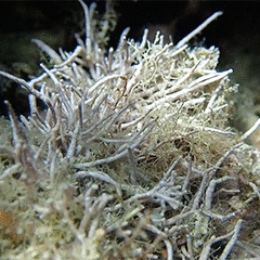 Amphiroa rigida