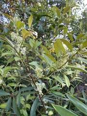 Itea oldhamii