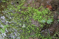 Callitriche
