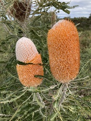 Banksia prionotes