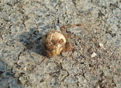 Parasteatoda simulans