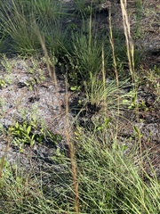 Andropogon ternarius