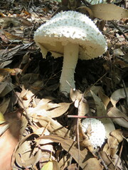 Amanita