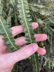 Banksia prionotes