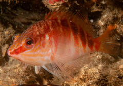 Hypoplectrodes maccullochi