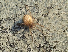 Parasteatoda simulans