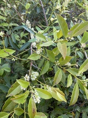 Itea oldhamii