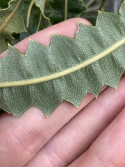 Banksia prionotes