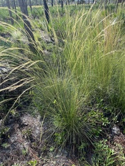 Aristida