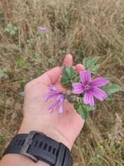 Malva sylvestris