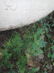 Cyclospermum leptophyllum