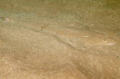 Platycephalus fuscus