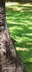 Funambulus palmarum