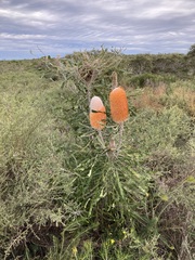 Banksia prionotes