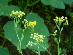 Tanacetum balsamita