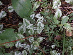 Lamium galeobdolon