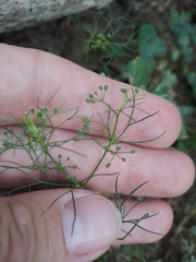 Cyclospermum leptophyllum