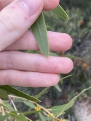 Eucalyptus todtiana