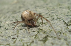 Parasteatoda simulans
