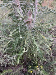 Banksia prionotes