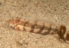 Eupetrichthys angustipes