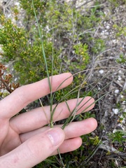 Austrostipa elegantissima