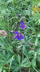 Geranium pratense