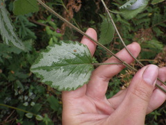Lamium galeobdolon