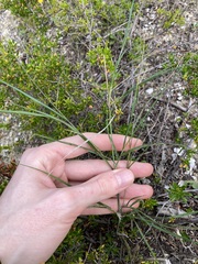 Austrostipa elegantissima
