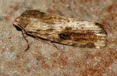 Magusa versicolora