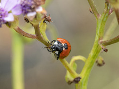 Coccinella algerica