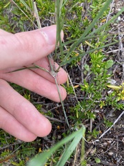Austrostipa elegantissima