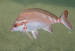 Morwong fuscus
