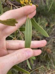 Eucalyptus todtiana