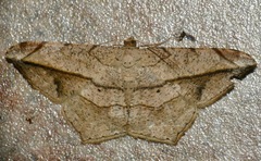 Chiasmia simplicilinea