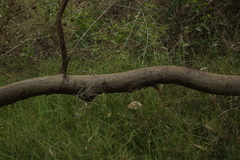 Eucalypteae
