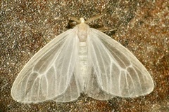 Marblepsis melanocraspis