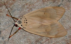 Amerila affinis