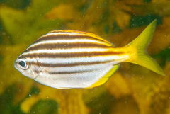 Atypichthys strigatus