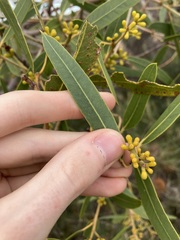 Eucalyptus todtiana