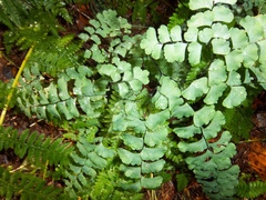 Adiantum pedatum